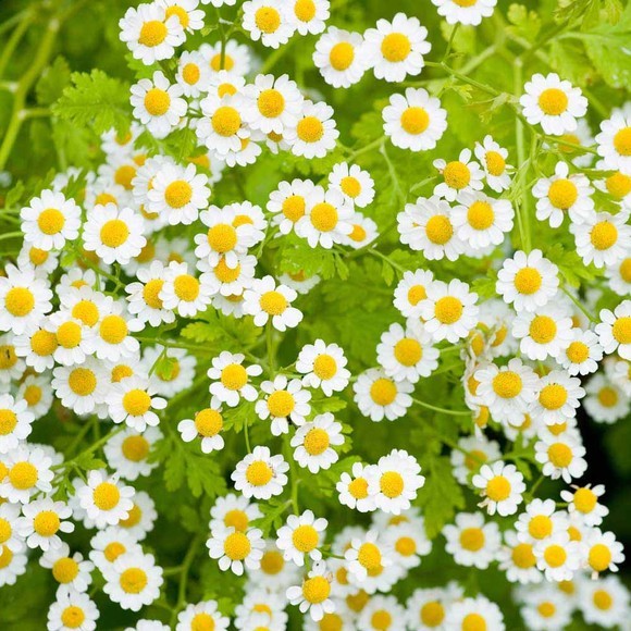 Feverfew powder